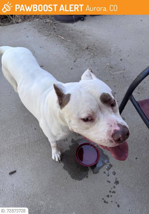 Found/Stray Male Dog last seen Kent and Tower Road , Aurora, CO 80013