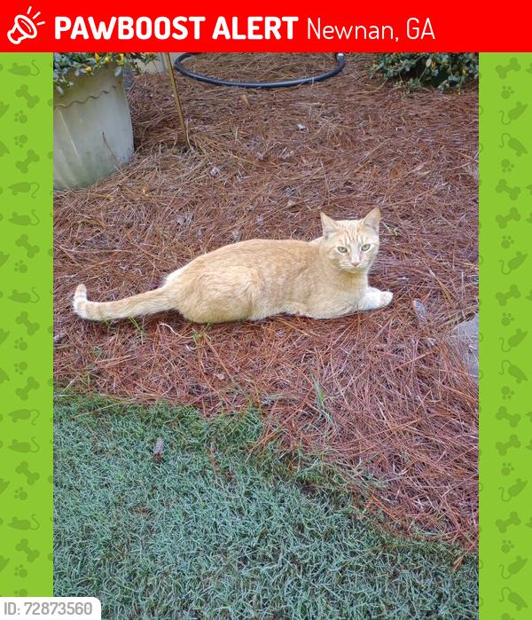 Lost Male Cat last seen Brandish Drive Dead End Street, Newnan, GA 30263