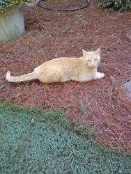 Lost Male Cat last seen Brandish Drive Dead End Street, Newnan, GA 30263