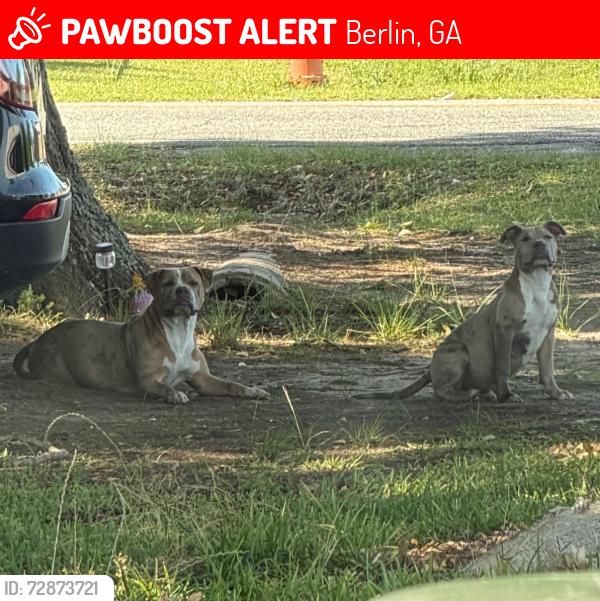 Lost Female Dog last seen Berlin Park, Berlin, GA 31722