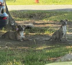 Lost Female Dog last seen Berlin Park, Berlin, GA 31722