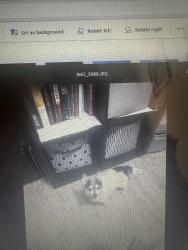 Lost Female Dog last seen Five palms/Warhorse, San Antonio, TX 78242