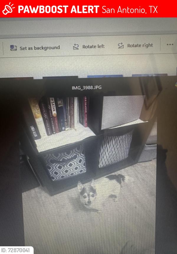 Lost Female Dog last seen Five palms/Warhorse, San Antonio, TX 78242
