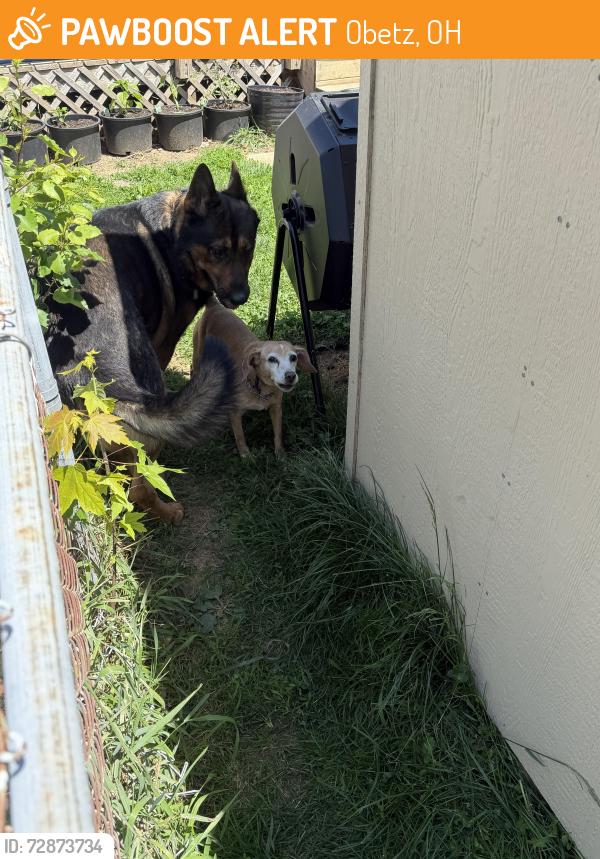 Found/Stray Male Dog last seen Poplar st, Obetz, OH 43207