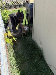 Found/Stray Male Dog last seen Poplar st, Obetz, OH 43207