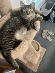 Lost Male Cat last seen Buffaloe Grocery, 5505 Buffaloe Rd, Raleigh, Raleigh, NC 27616