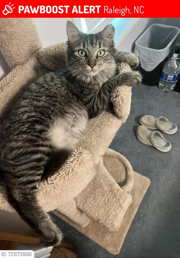 Lost Male Cat last seen Buffaloe Grocery, 5505 Buffaloe Rd, Raleigh, Raleigh, NC 27616