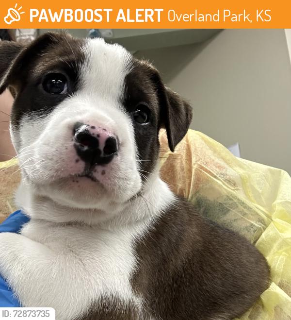 Found/Stray Female Dog last seen W 56th Ter and Floyd St, Overland Park, KS 66202