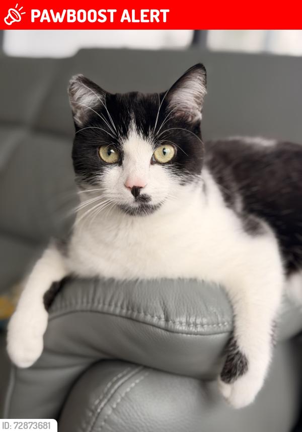 Lost Female Cat last seen Daisy Hill hospital, Newry, Mourne and Down, Northern Ireland BT35