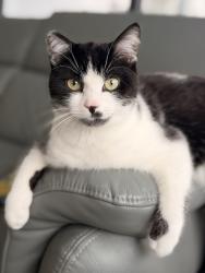 Lost Female Cat last seen Daisy Hill hospital, Newry, Mourne and Down, Northern Ireland BT35