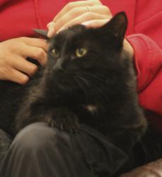 Lost Male Cat last seen Greenwood Farm Ln, Purcellville, VA 20132