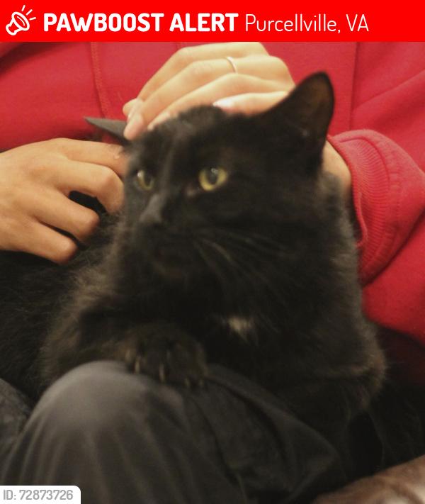 Lost Male Cat last seen Greenwood Farm Ln, Purcellville, VA 20132