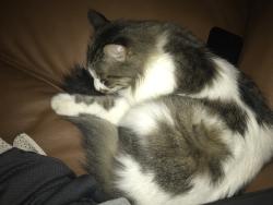 Lost Female Cat last seen Jonesville road bells crossing area , Simpsonville, SC 29681