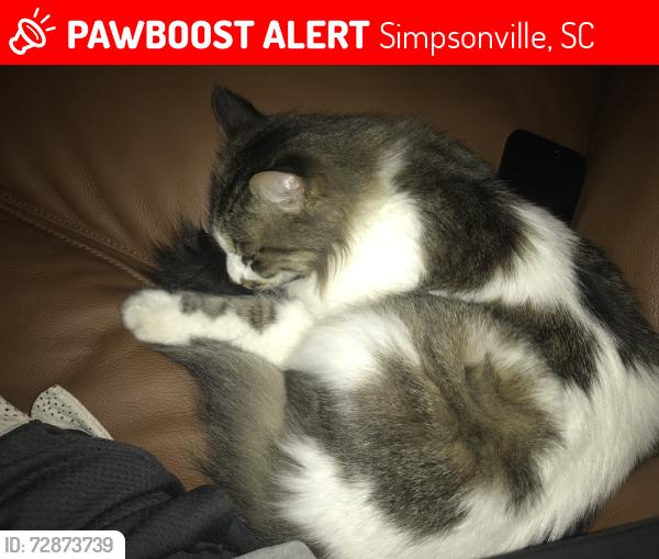 Lost Female Cat last seen Jonesville road bells crossing area , Simpsonville, SC 29681