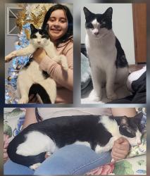 Lost Male Cat last seen Regal oaks dr 28792 , Hendersonville, NC 28792