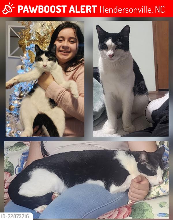 Lost Male Cat last seen Regal oaks dr 28792 , Hendersonville, NC 28792