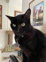 Lost Female Cat last seen Banana street, Lakeland, FL 33810