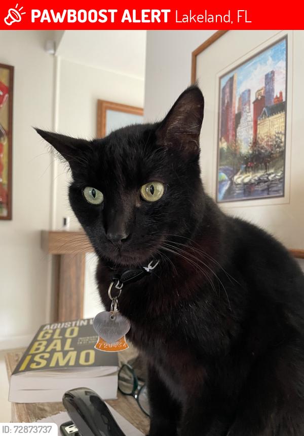 Lost Female Cat last seen Banana street, Lakeland, FL 33810