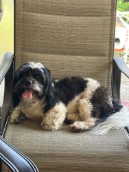 Found/Stray Male Dog last seen Jackson Keller Road and Green Meadow Boulevard, San Antonio, TX 78213
