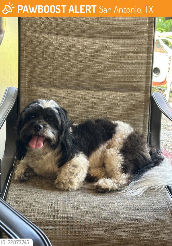 Found/Stray Male Dog last seen Jackson Keller Road and Green Meadow Boulevard, San Antonio, TX 78213