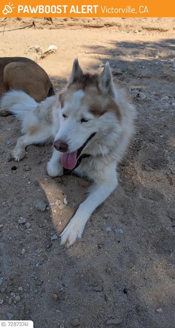 Found/Stray Male Dog last seen 3rd ave, Victorville, CA 92395