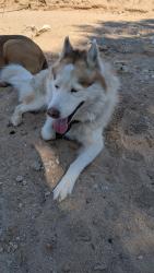 Found/Stray Male Dog last seen 3rd ave, Victorville, CA 92395