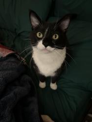 Reunited Male Cat last seen Robinson and Vermont , San Diego, CA 92103
