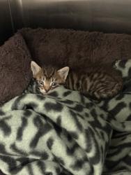 Shelter Stray Male Cat last seen Cleburne, TX , Cleburne, TX 76033