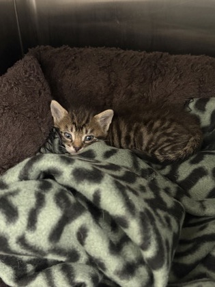 Shelter Stray Male Cat last seen Cleburne, TX , Cleburne, TX 76033
