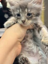 Shelter Stray Male Cat last seen Collierville, TN , Bartlett, TN 38134