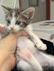 Shelter Stray Male Cat last seen Collierville, TN , Bartlett, TN 38134