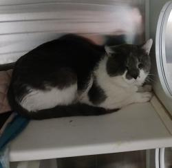 Shelter Stray Male Cat last seen Near S Ann Street, 21231, MD, Baltimore, MD 21230