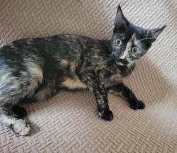 Lost Female Cat last seen Near Schroeder St Apt 777, Yonkers, NY 10701