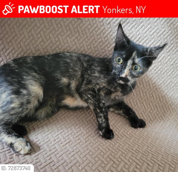 Lost Female Cat last seen Near Schroeder St Apt 777, Yonkers, NY 10701