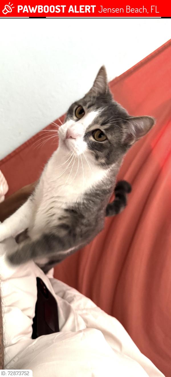 Lost Male Cat last seen Pinecrest lakes blvd/ Jensen beach blvd, Jensen Beach, FL 34957