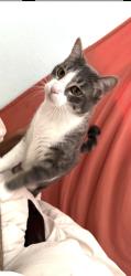 Lost Male Cat last seen Pinecrest lakes blvd/ Jensen beach blvd, Jensen Beach, FL 34957