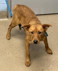 Shelter Stray Male Dog last seen Near Presidents Walk Tucker, 30084, 30084, GA, Atlanta, GA 30341