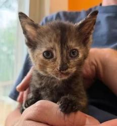 Shelter Stray Female Cat last seen Near US Highway 70 E, New Bern City Limits, NC, 1639 Old Airport Rd, New Bern, NC 28562, USA