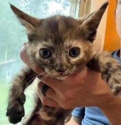 Shelter Stray Female Cat last seen New Bern, NC 28560, New Bern, NC 28562