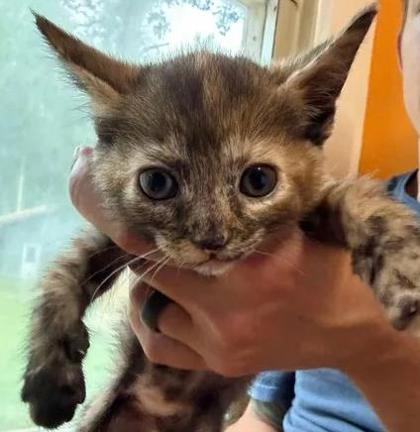 Shelter Stray Female Cat last seen New Bern, NC 28560, New Bern, NC 28562