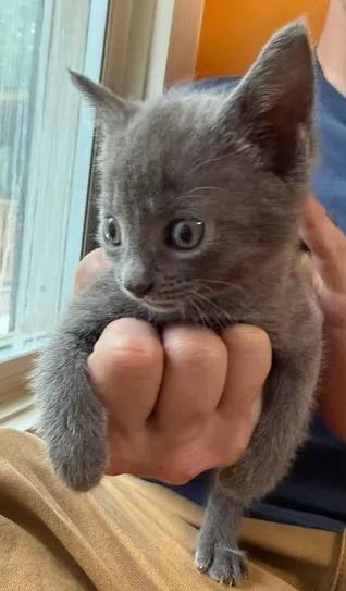 Shelter Stray Male Cat last seen New Bern, NC 28560, New Bern, NC 28562