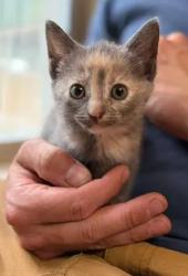 Shelter Stray Female Cat last seen New Bern, NC 28560, New Bern, NC 28562