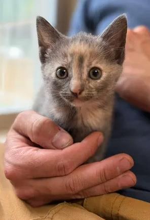 Shelter Stray Female Cat last seen New Bern, NC 28560, New Bern, NC 28562