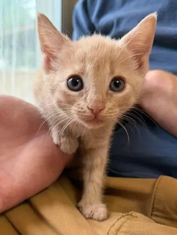 Shelter Stray Female Cat last seen New Bern, NC 28560, New Bern, NC 28562