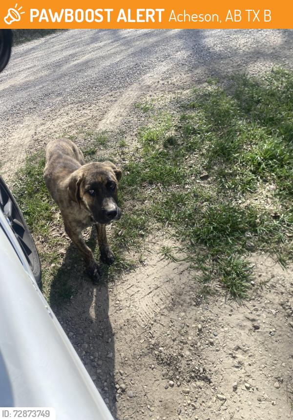 Found/Stray Male Dog last seen Someone missing there dog 29446–29486 Highway 628  Acheson AB  Canada , Acheson, AB T7X 5B2