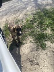 Found/Stray Male Dog last seen Someone missing there dog 29446–29486 Highway 628  Acheson AB  Canada , Acheson, AB T7X 5B2