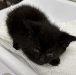 Shelter Stray Female Cat last seen Oakland, CA 94601, Oakland, CA 94601