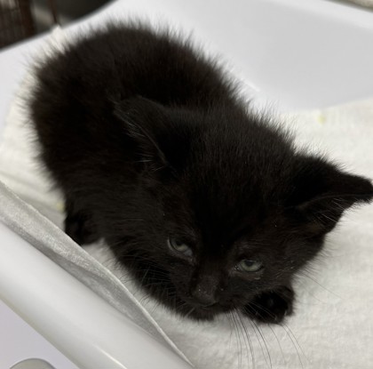 Shelter Stray Female Cat last seen Oakland, CA 94601, Oakland, CA 94601