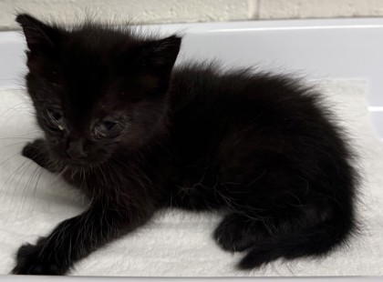 Shelter Stray Female Cat last seen Oakland, CA 94601, Oakland, CA 94601