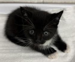 Shelter Stray Male Cat last seen Oakland, CA 94601, Oakland, CA 94601